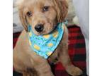 Golden Retriever Puppy for sale in Hayesville, OH, USA