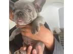 French bulldog AKC puppy