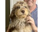 Aussiedoodle Puppy for sale in Sand Springs, OK, USA