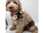 Labradoodle Puppy for sale in Sand Springs, OK, USA