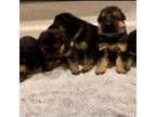 German Shepherd Puppies