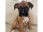 Boxer Puppy for sale in Robertsdale, AL, USA