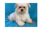 Maltese Puppy for sale in Nashville, TN, USA