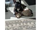 French Bulldog Puppy for sale in Springfield, MO, USA