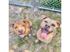 Adopt Nitro 23429 a Tan/Yellow/Fawn Mixed Breed (Large) / Mixed dog in Escanaba