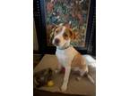 Adopt COLTER a White - with Red, Golden, Orange or Chestnut Springer Spaniel /