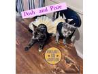 Adopt Pixie and Posh (bonded) a Tortoiseshell Domestic Shorthair (short coat)