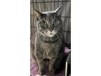 Adopt Bella a Gray, Blue or Silver Tabby Domestic Shorthair (short coat) cat in