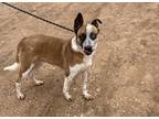 Adopt Dillon a Tan/Yellow/Fawn Mixed Breed (Medium) / Mixed dog in Amarillo