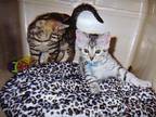 EGYPTIAN MAU CFA & TICA Registered