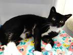 Adopt Kitty a Black & White or Tuxedo Domestic Shorthair (short coat) cat in