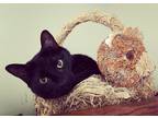 Adopt LYRA-shy needs special adopter a All Black Domestic Shorthair / Mixed