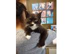 Adopt Beauty (Patino) a Black & White or Tuxedo Domestic Shorthair / Mixed cat