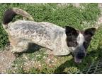 Adopt Roscoe a Cattle Dog / Australian Cattle Dog / Mixed dog in Batesville