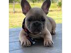 French Bulldog Puppy for sale in Edgewater, FL, USA