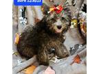 Poodle (Toy) Puppy for sale in Purvis, MS, USA