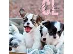 Chihuahua Puppy for sale in Red Rock, AZ, USA