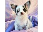 Chihuahua Puppy for sale in Red Rock, AZ, USA