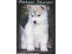 Siberian Husky Puppy for sale in Flagstaff, AZ, USA