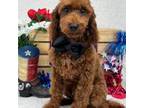Mutt Puppy for sale in Bullard, TX, USA