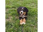 Bernese Mountain Dog Puppy for sale in Trenton, MO, USA