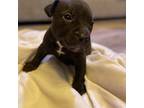 American Pit Bull Terrier Puppy for sale in Wheeling, WV, USA