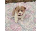 Pembroke Welsh Corgi Puppy for sale in Hanover, KS, USA