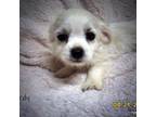 Zuchon Puppy for sale in Stigler, OK, USA