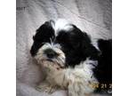 Zuchon Puppy for sale in Stigler, OK, USA