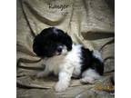 Zuchon Puppy for sale in Stigler, OK, USA