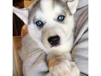 Siberian Husky Puppy for sale in Penns Grove, NJ, USA