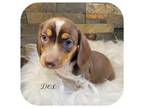 Dachshund Puppy for sale in Smithville, TN, USA