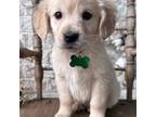 Golden Retriever Puppy for sale in Pheba, MS, USA