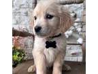 Golden Retriever Puppy for sale in Pheba, MS, USA