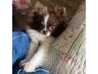 Pomeranian Puppy for sale in Enumclaw, WA, USA