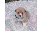 Pembroke Welsh Corgi Puppy for sale in Hanover, KS, USA