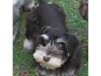 Schnauzer (Miniature) Puppy for sale in Brownwood, TX, USA