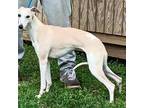 Whippet Puppy for sale in Parsons, TN, USA