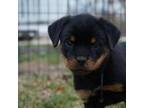 Rottweiler Puppy for sale in Charlestown, RI, USA