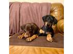 Doberman Pinscher Puppy for sale in Hattiesburg, MS, USA