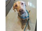 Alonso, Labrador Retriever For Adoption In Johnston, Iowa