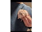 Phillip, Hamster For Adoption In Taylorsville, Utah