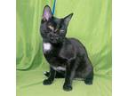 Salem, Bombay For Adoption In Rowland Heights, California