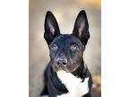Disco, American Staffordshire Terrier For Adoption In Anza, California