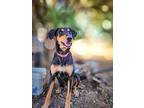 Starry, Doberman Pinscher For Adoption In Anza, California