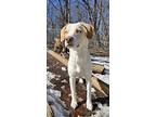 Mischa, Labrador Retriever For Adoption In Hastings, Minnesota