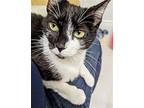 Oryo, Domestic Shorthair For Adoption In Hartford, Connecticut