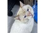 King Tut, Siamese For Adoption In Jackson, Georgia