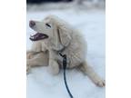Emma, Maremma Sheepdog For Adoption In Kingston, Ontario