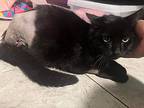 Corporal Cream Cheese, Domestic Shorthair For Adoption In Lutz, Florida